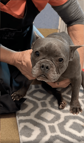 Paralyzed French Bulldog Dumped at Shelter, Covered in Sores and Desperate for Help